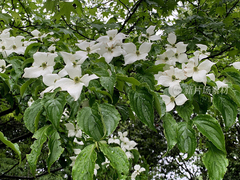 山茱萸/日本山茱萸:美丽的开花植物